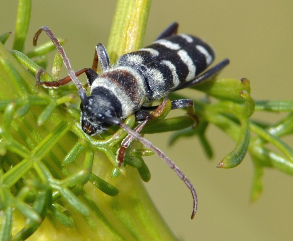 Plagionotus (Echinocerus) floralis